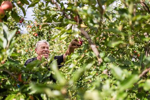 Gala apples being harvested in South Tyrol Armin Huber