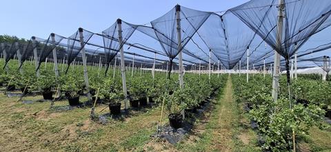 RS blueberry field