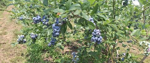 RS blueberries