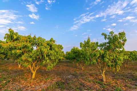 Mango trees Adobe Stock