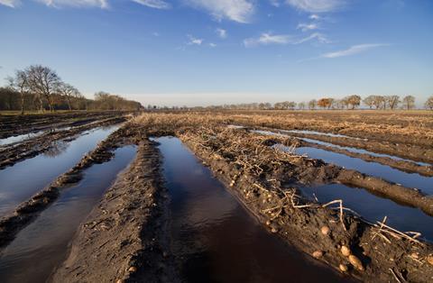 Flooded fields