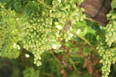 Hex River Valley table grapes South Africa Adobe Stock