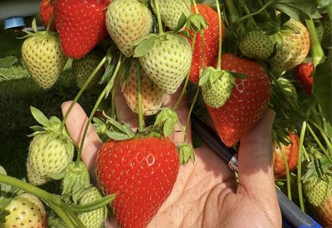 Plant Sciences Genetics Emerald Bay strawberries