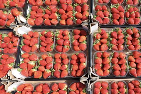 Spanish strawberries in cartons