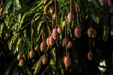 Tommy Atkins mango Adobe Stock