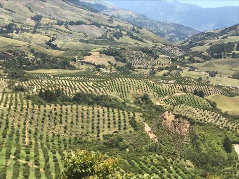 Colombian avocados