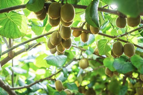 Zespri kiwifruit production New Zealand
