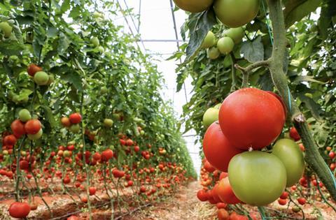 Greenhouse tomatoes