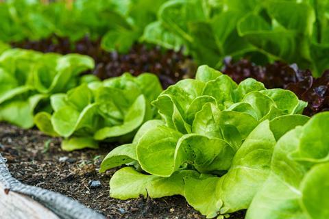 Lettuce field Adobe Stock