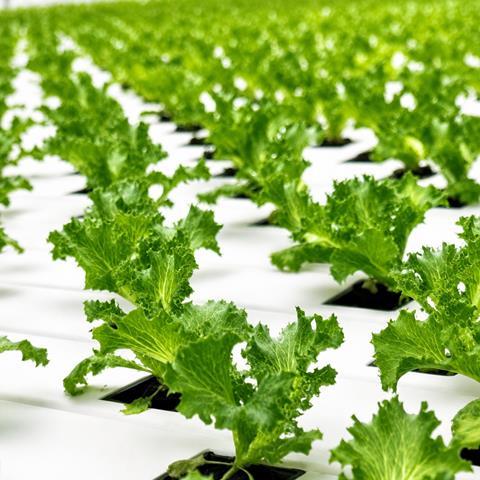NE Staay iceberg leaf lettuce