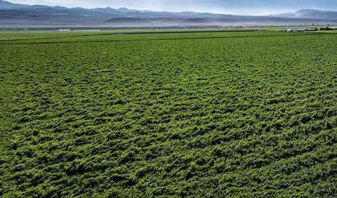 Namibia Aussenkehr grape production Adobe Stock