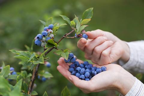 GEN Blueberries AdobeStock