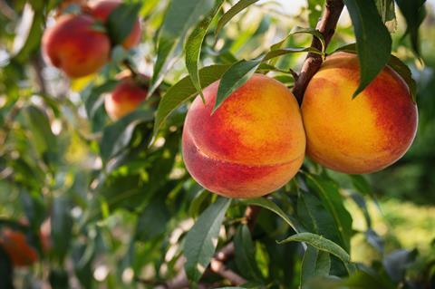 Nectarines on tree Adobe Stock