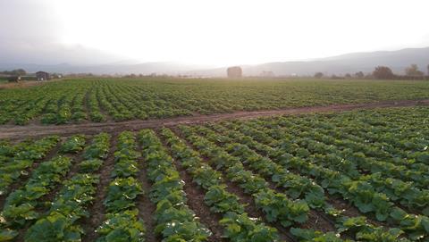 North Macedonia cabbage