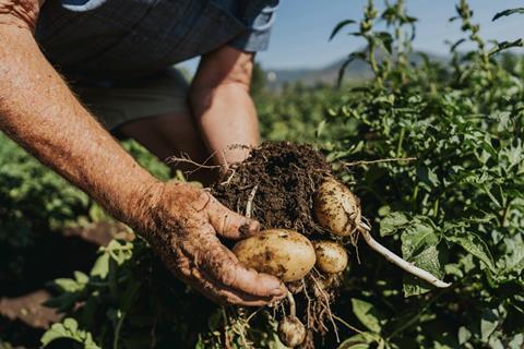 Agraya potato harvesting