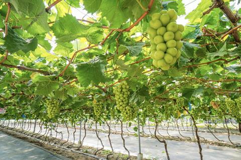 Grape production north China