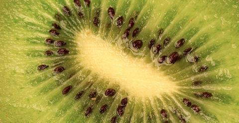 GEN kiwifruit closeup