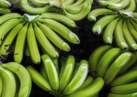 EC Ecuador AEBE bananas green