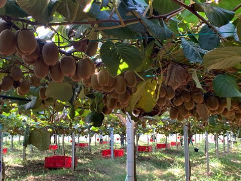 Kiwifruit orchards now use less water than before