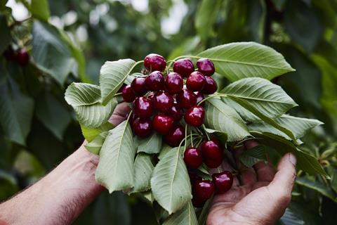 Australian cherries