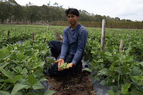 FairFruit green beans farmer