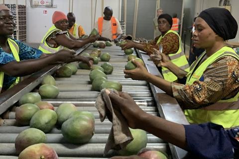 Fruiteq Eosta mango packing line Ivory Coast