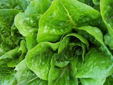 Romaine lettuce