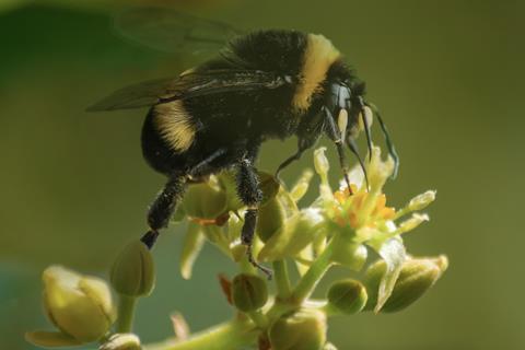 Bumblebee avocado flower pollination