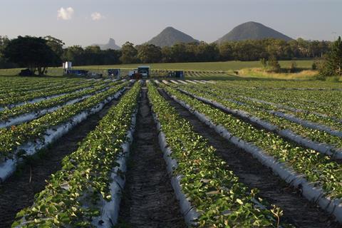 Strawberry production Queensland Australia Adobe Stock