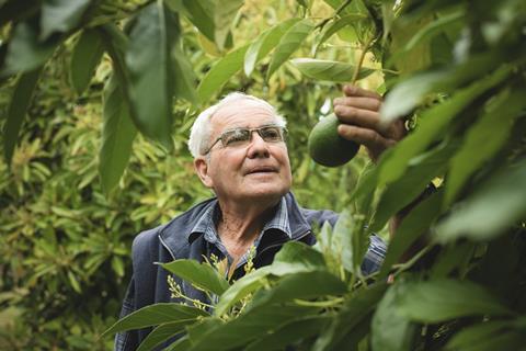 David Grey AvoGrey Greenskin