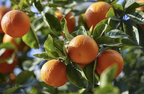 Albanian mandarins