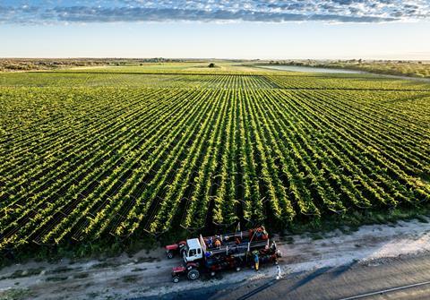 South African raisin landscape production and harvesting