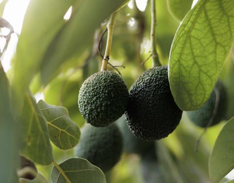 Pico avocados