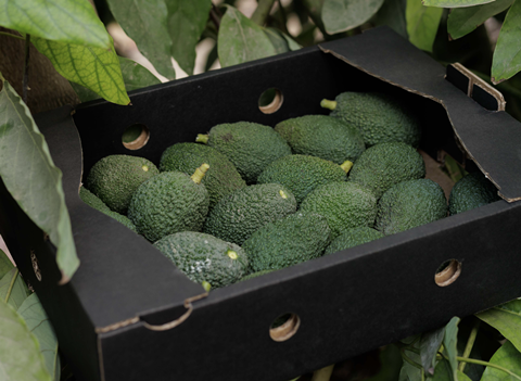 Pico avos