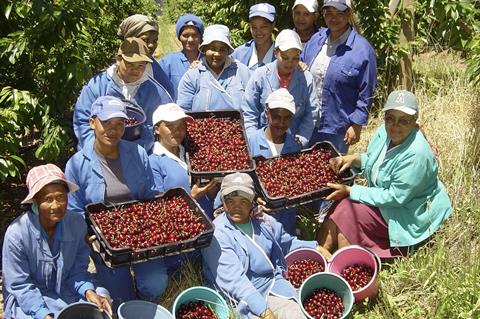 South Africa cherry pickers Ceres