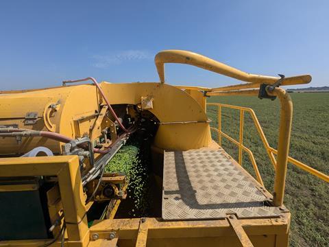 Fen Peas harvest