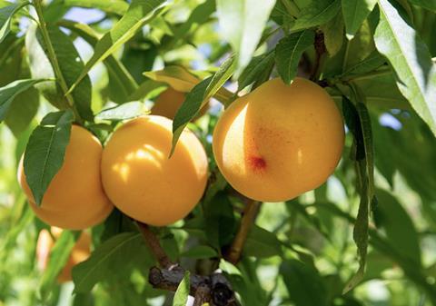 PGI Cieza Peach