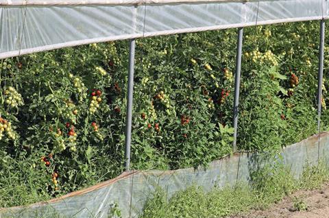 Morocco tomato greenhouse Adobe Stock