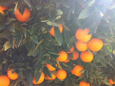 Tree with oranges