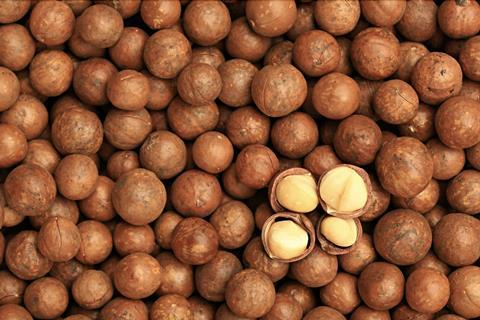 Macadamia nuts close and open Adobe Stock