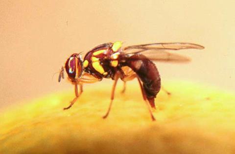 Queensland fruit fly credit NSW Department of Primary Industries