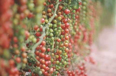 Cherry tomatoes