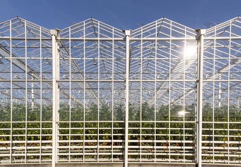 NL greenhouse tomatoes CREDIT Kloeg008 Dreamstime  142677457