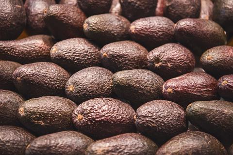 Hass avocados packed in rows Adobe Stock