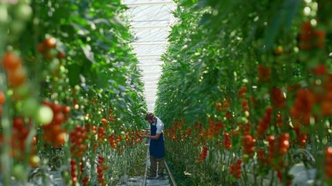 Tomato greenhouse