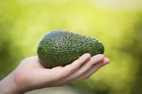 avocado-harvest