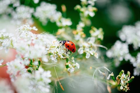 Marienkäfer auf Blüten