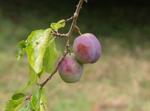 UK plums