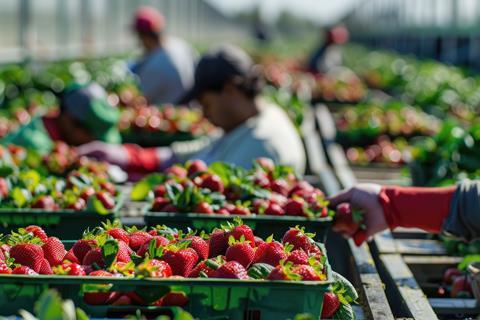 Strawberry pickers Adobe Stock