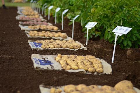 NPIC potatoes